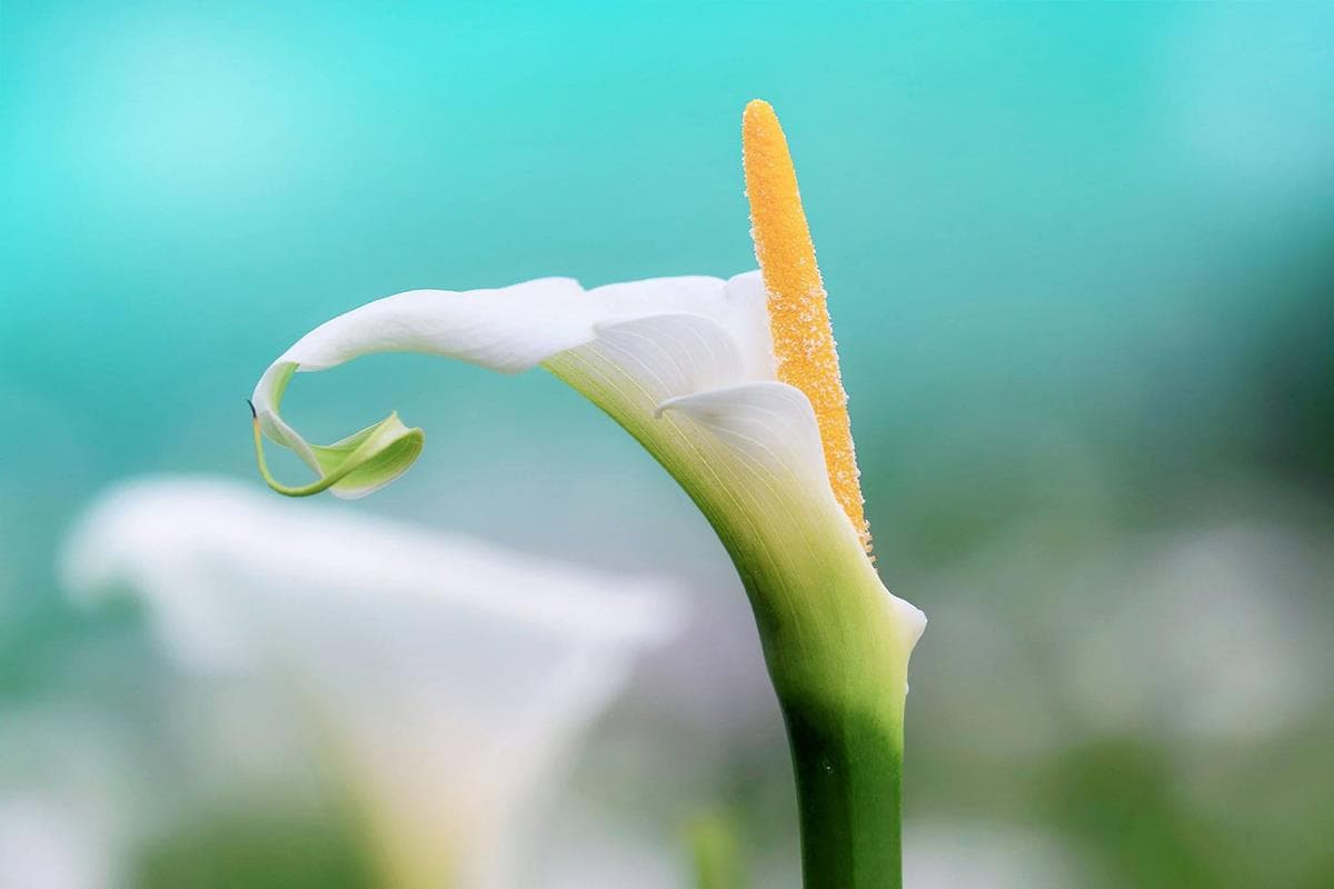 純白海芋全開了!2019「竹子湖海芋季」登場,雲霧繚繞如仙境 純白海芋全開了!2019「竹子湖海芋季」登場,雲霧繚繞如仙境