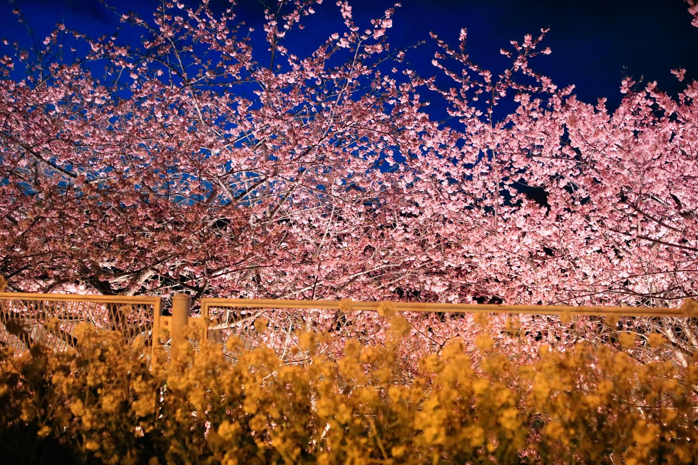 日本網紅最愛賞櫻2路線:1公里櫻花隧道、天皇下榻飯店 日本網紅最愛賞櫻2路線:1公里櫻花隧道、天皇下榻飯店