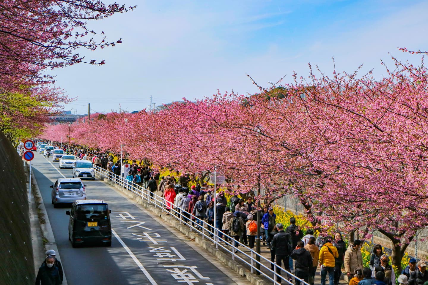 日本網紅最愛賞櫻2路線:1公里櫻花隧道、天皇下榻飯店 日本網紅最愛賞櫻2路線:1公里櫻花隧道、天皇下榻飯店