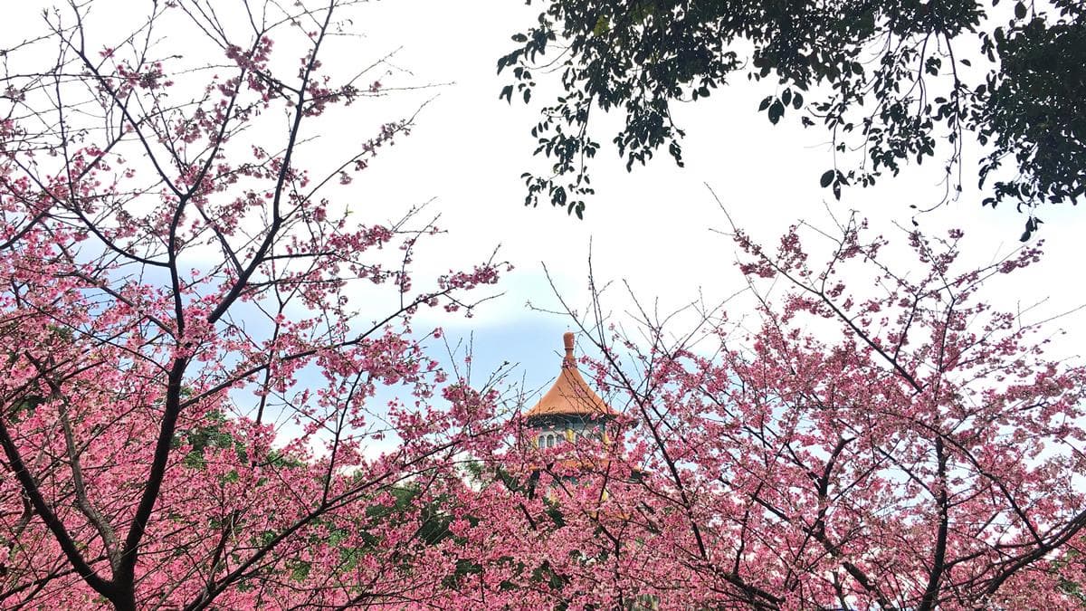 追最美粉爆花海!賞櫻聖地「淡水天元宮」吉野櫻開花日期預測 追最美粉爆花海!賞櫻聖地「淡水天元宮」吉野櫻開花日期預測