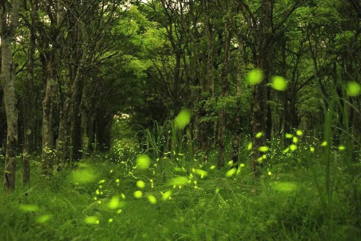 4月瘋「螢海」!全台最美10大賞螢區 從祕境到住宿景點大曝光 4月瘋「螢海」!全台最美10大賞螢區 從祕境到住宿景點大曝光