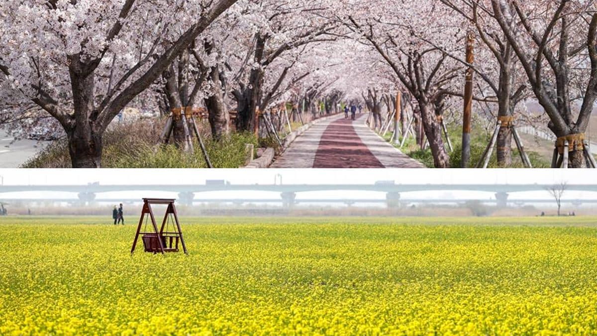 「到這裡」隨便拍都美!超長「櫻花隧道」+萬坪「油菜花田」給你滿滿打卡照
