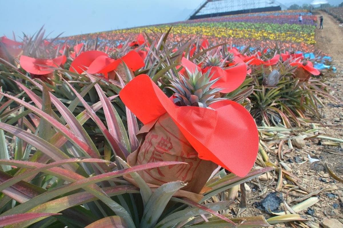 5萬顆彩色鳳梨!2019「繽紛彩旺節」連假必打卡花田 5萬顆彩色鳳梨!2019「繽紛彩旺節」連假必打卡花田