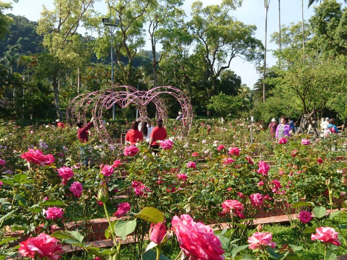 浪漫花季!士林官邸「2000株玫瑰花」綻放,加碼拍30種「蘭花」 浪漫花季!士林官邸「2000株玫瑰花」綻放,加碼拍30種「蘭花」