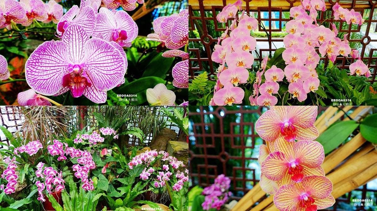 浪漫花季!士林官邸「2000株玫瑰花」綻放,加碼拍30種「蘭花」 浪漫花季!士林官邸「2000株玫瑰花」綻放,加碼拍30種「蘭花」