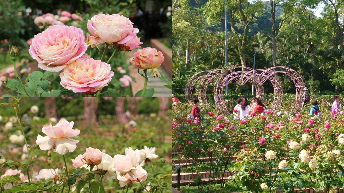 浪漫花季!士林官邸「2000株玫瑰花」綻放,加碼拍30種「蘭花」