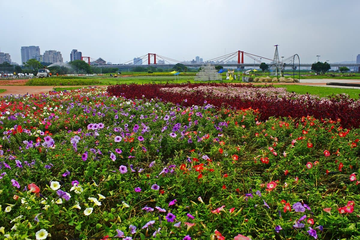 出發了!板橋蝴蝶公園,白天拍「23萬株花海」、夜賞「50萬顆光雕」 出發了!板橋蝴蝶公園,白天拍「23萬株花海」、夜賞「50萬顆光雕」