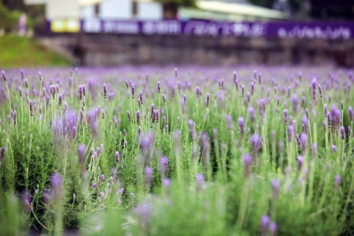 全台最大薰衣草田!2萬株「粉紫色浪漫花田」免費入園、美照拍不停 全台最大薰衣草田!2萬株「粉紫色浪漫花田」免費入園、美照拍不停