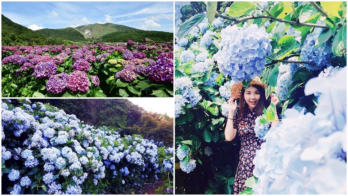仙氣爆發!5月限定「夢幻繡球花」盛開,藍紫色花牆綻放中 仙氣爆發!5月限定「夢幻繡球花」盛開,藍紫色花牆綻放中