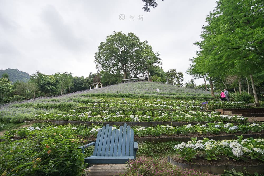「繡球花」開了!杉林溪森林避暑賞萬株繡球花、粉紫鼠尾草田 「繡球花」開了!杉林溪森林避暑賞萬株繡球花、粉紫鼠尾草田