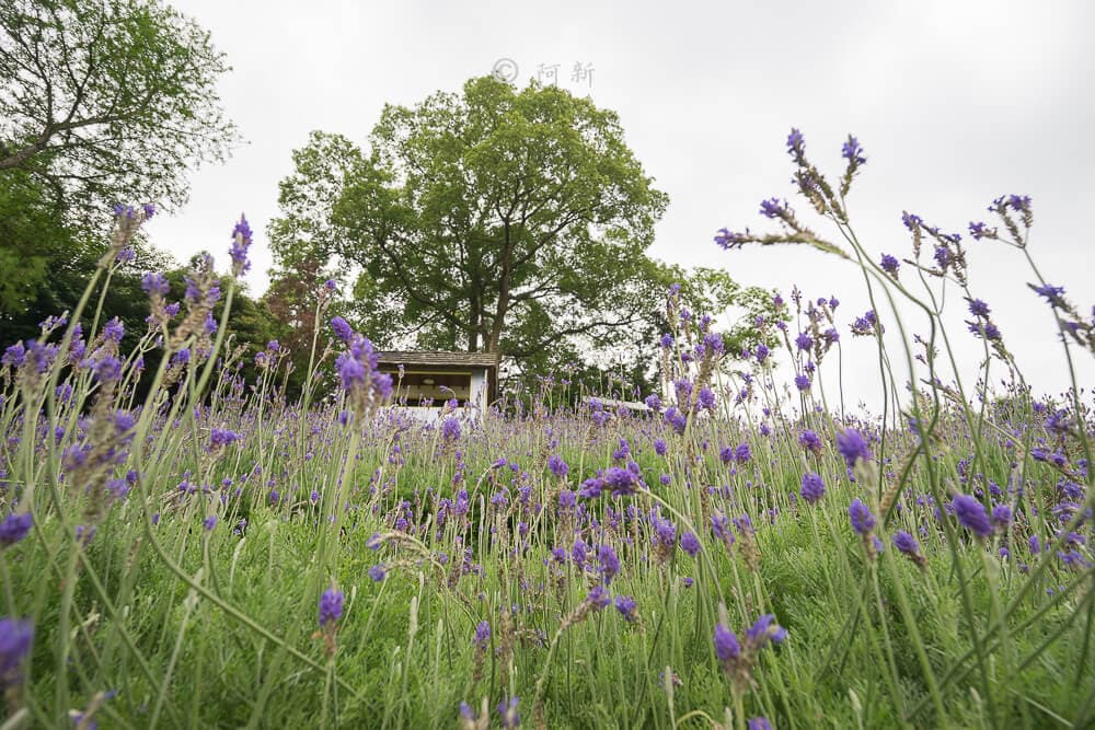 「繡球花」開了!杉林溪森林避暑賞萬株繡球花、粉紫鼠尾草田 「繡球花」開了!杉林溪森林避暑賞萬株繡球花、粉紫鼠尾草田