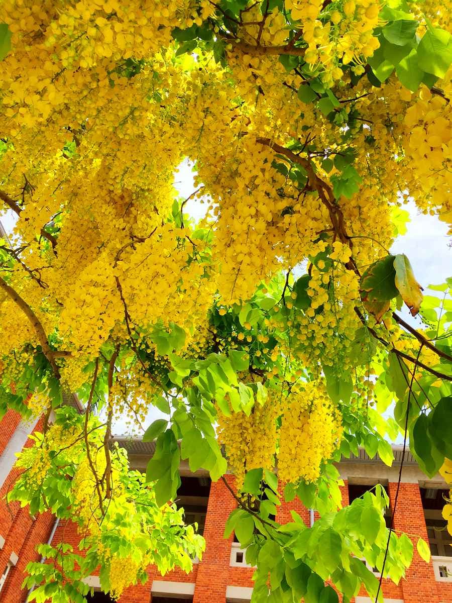 黃金雨好美呀!台南阿勃勒盛開了,這12處賞花拍花快筆記 黃金雨好美呀!台南阿勃勒盛開了,這12處賞花拍花快筆記
