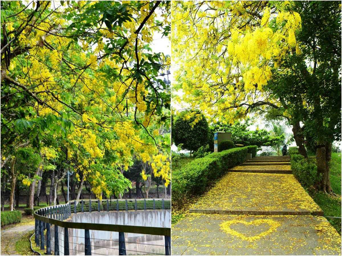 黃金雨好美呀!台南阿勃勒盛開了,這12處賞花拍花快筆記 黃金雨好美呀!台南阿勃勒盛開了,這12處賞花拍花快筆記