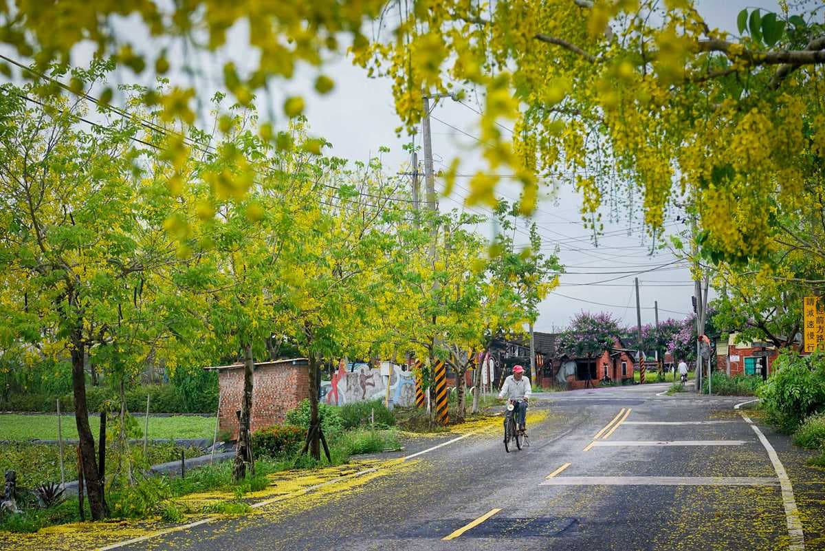 黃金雨好美呀!台南阿勃勒盛開了,這12處賞花拍花快筆記 黃金雨好美呀!台南阿勃勒盛開了,這12處賞花拍花快筆記