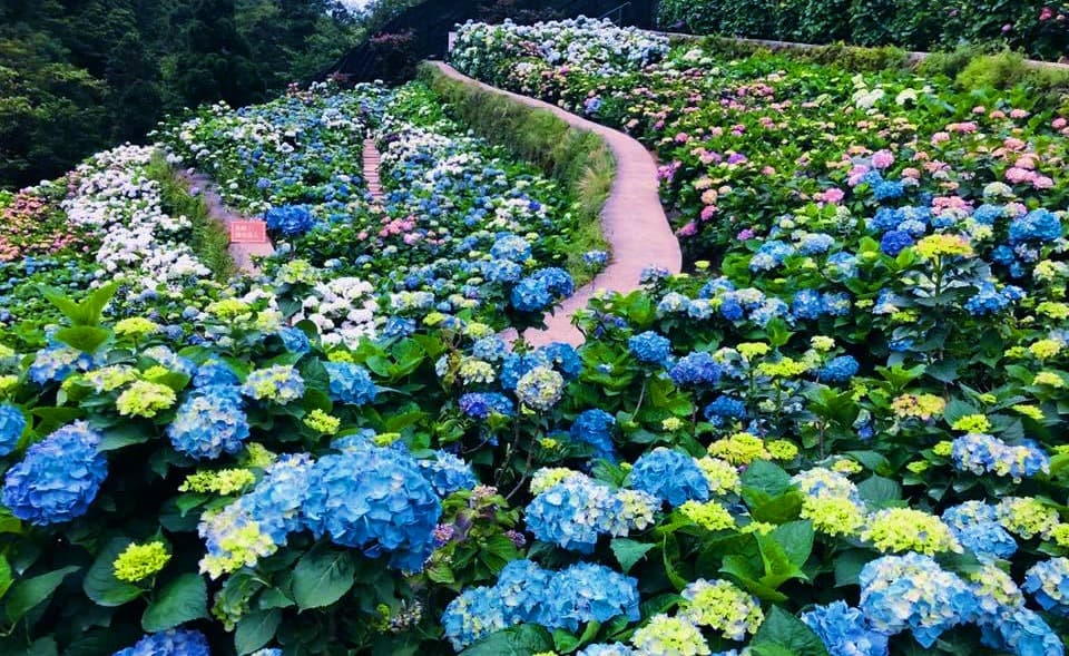 網美都來這裡拍!繡球花3打卡熱點:愛心花海、夢幻迎賓走廊、粉紅花牆 網美都來這裡拍!繡球花3打卡熱點:愛心花海、夢幻迎賓走廊、粉紅花牆