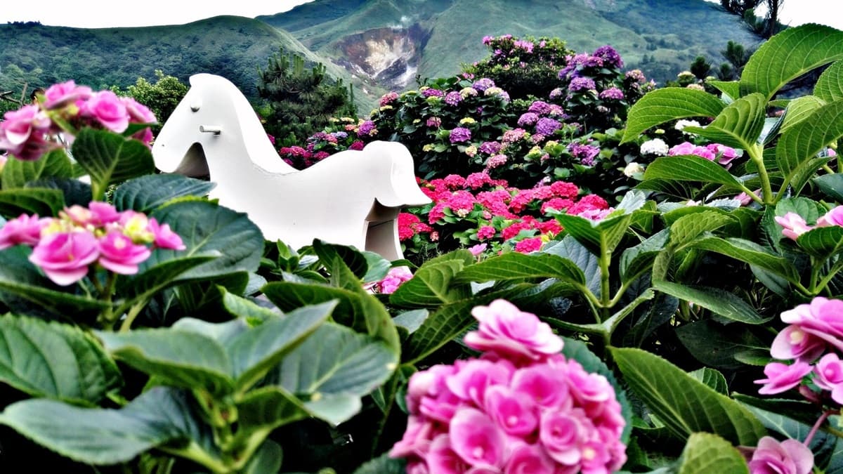 網美都來這裡拍!繡球花3打卡熱點:愛心花海、夢幻迎賓走廊、粉紅花牆 網美都來這裡拍!繡球花3打卡熱點:愛心花海、夢幻迎賓走廊、粉紅花牆