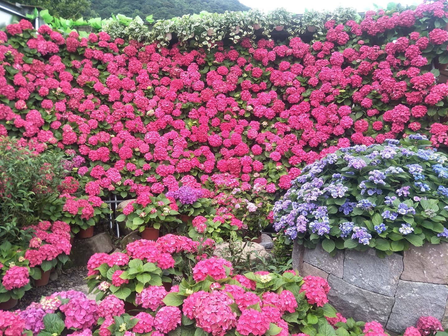 網美都來這裡拍!繡球花3打卡熱點:愛心花海、夢幻迎賓走廊、粉紅花牆 網美都來這裡拍!繡球花3打卡熱點:愛心花海、夢幻迎賓走廊、粉紅花牆