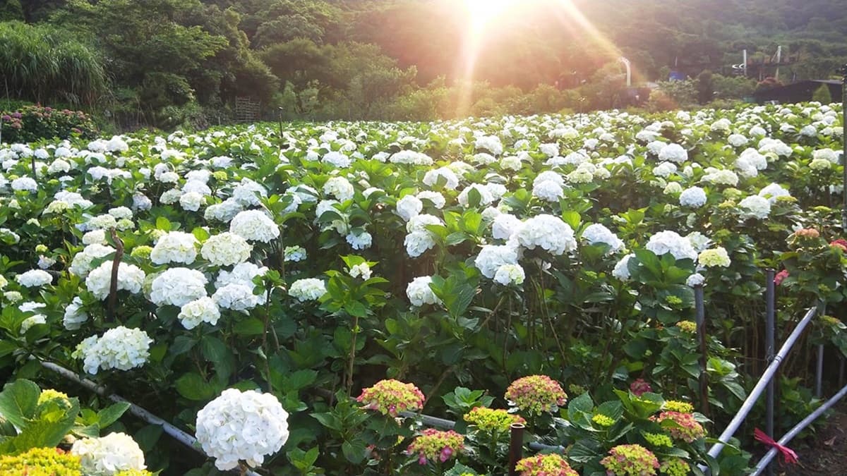網美都來這裡拍!繡球花3打卡熱點:愛心花海、夢幻迎賓走廊、粉紅花牆 網美都來這裡拍!繡球花3打卡熱點:愛心花海、夢幻迎賓走廊、粉紅花牆
