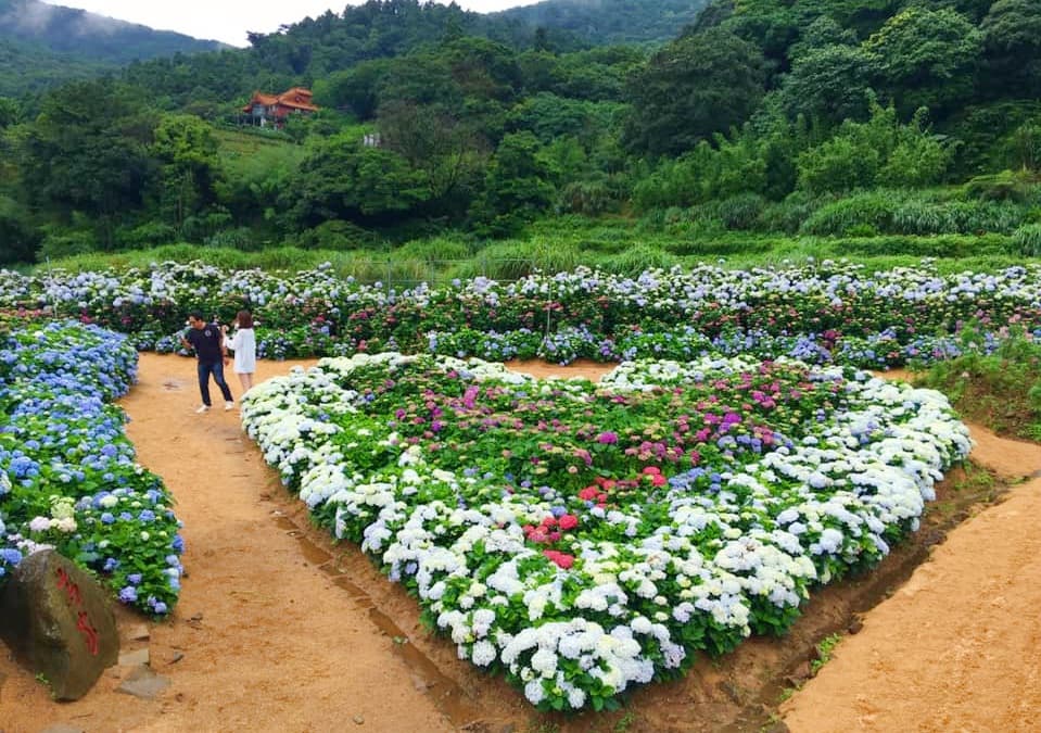 網美都來這裡拍!繡球花3打卡熱點:愛心花海、夢幻迎賓走廊、粉紅花牆 網美都來這裡拍!繡球花3打卡熱點:愛心花海、夢幻迎賓走廊、粉紅花牆