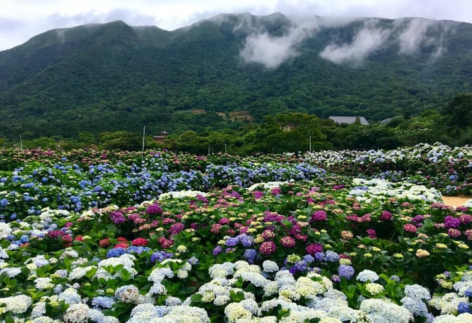 網美都來這裡拍!繡球花3打卡熱點:愛心花海、夢幻迎賓走廊、粉紅花牆 網美都來這裡拍!繡球花3打卡熱點:愛心花海、夢幻迎賓走廊、粉紅花牆