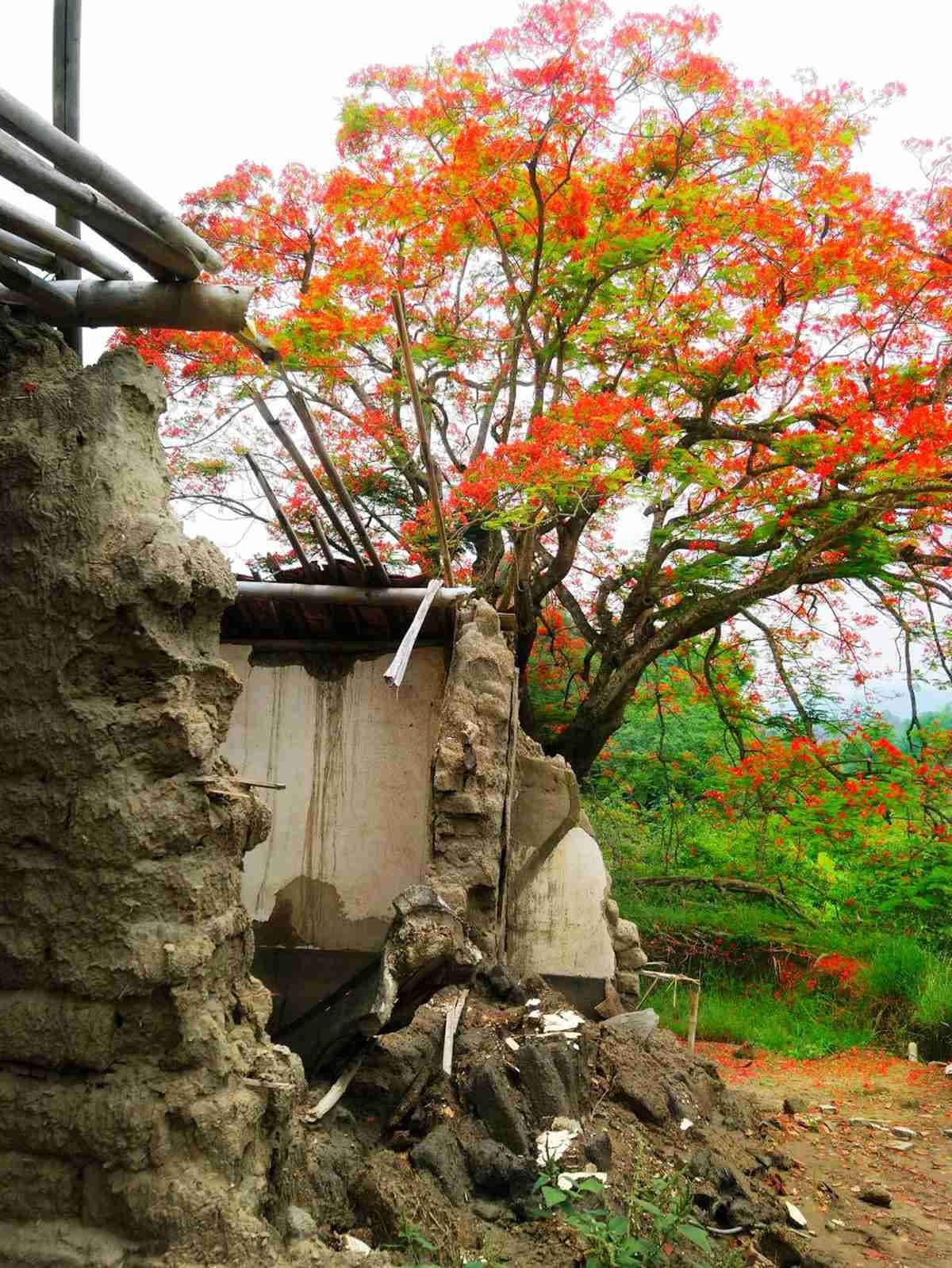 「番茄會社」成IG打卡熱點!到高雄、台南「廢墟」拍鳳凰花 「番茄會社」成IG打卡熱點!到高雄、台南「廢墟」拍鳳凰花