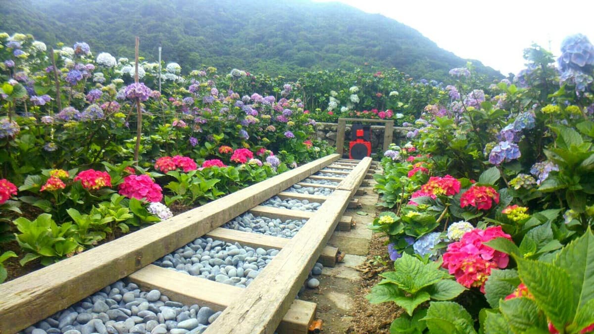 「繡球花野餐」免入園費!繡球花地景+音樂會拍好拍滿 「繡球花野餐」免入園費!繡球花地景+音樂會拍好拍滿