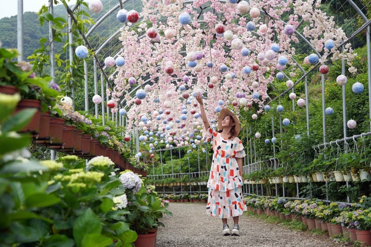「繡球花野餐」免入園費!繡球花地景+音樂會拍好拍滿 「繡球花野餐」免入園費!繡球花地景+音樂會拍好拍滿