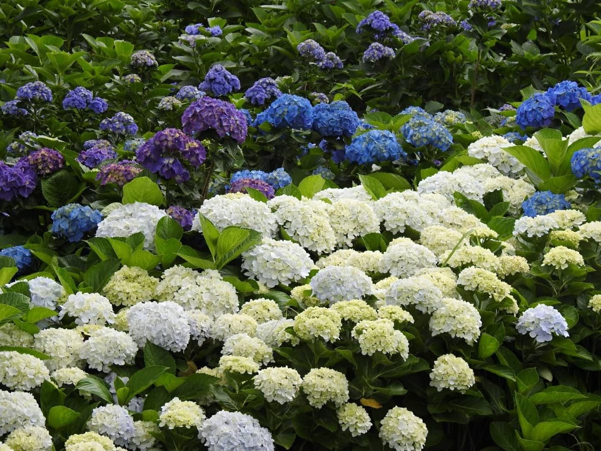 「繡球花野餐」免入園費!繡球花地景+音樂會拍好拍滿 「繡球花野餐」免入園費!繡球花地景+音樂會拍好拍滿