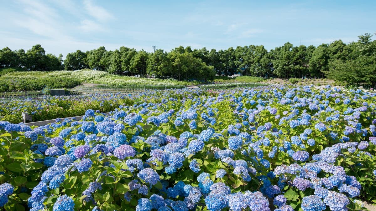樂高樂園+11座水上溜滑梯!暑假就飛到這裡搶先玩 樂高樂園+11座水上溜滑梯!暑假就飛到這裡搶先玩