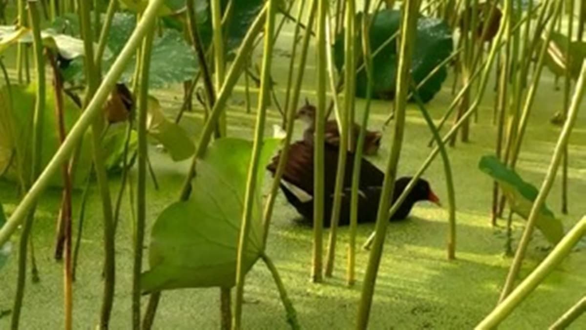 長輩圖拍到手機沒電!新北最大荷花田「睡蓮發光」看過嗎? 長輩圖拍到手機沒電!新北最大荷花田「睡蓮發光」看過嗎?