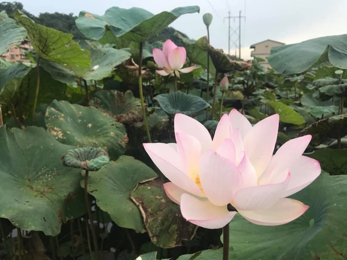 長輩圖拍到手機沒電!新北最大荷花田「睡蓮發光」看過嗎? 長輩圖拍到手機沒電!新北最大荷花田「睡蓮發光」看過嗎?
