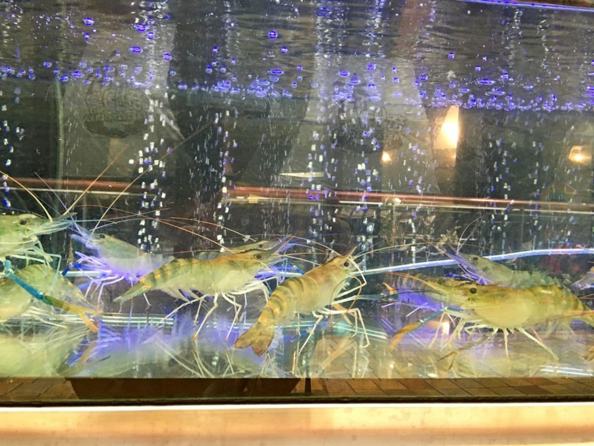 台北市百貨公司裡也有「流水蝦」吃到飽!還有烤鮮蚵+串燒任你吃 台北市百貨公司裡也有「流水蝦」吃到飽!還有烤鮮蚵+串燒任你吃