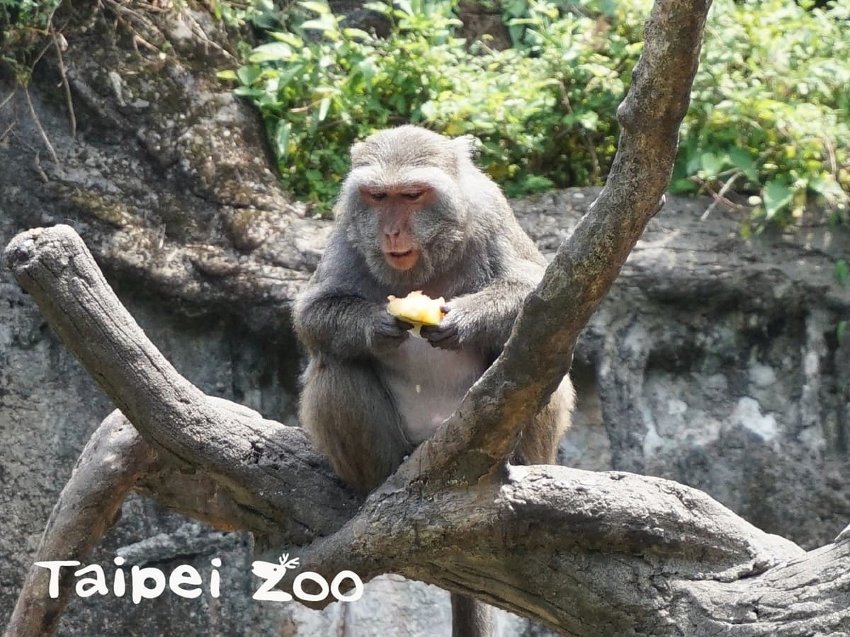 手手捧冰「專注吃」超萌!動物園推出夏日冰品,猴子都爆動了 手手捧冰「專注吃」超萌!動物園推出夏日冰品,猴子都爆動了