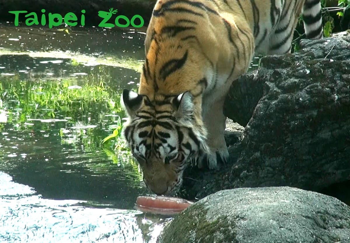 手手捧冰「專注吃」超萌!動物園推出夏日冰品,猴子都爆動了 手手捧冰「專注吃」超萌!動物園推出夏日冰品,猴子都爆動了