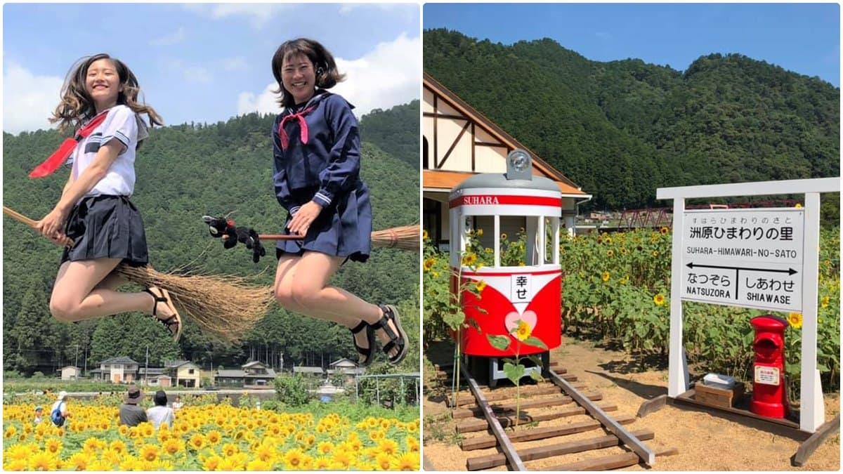 「萬朵太陽」盯著你!這5大向日葵海超有特色:拍童話美照、找紅白隱藏花 「萬朵太陽」盯著你!這5大向日葵海超有特色:拍童話美照、找紅白隱藏花