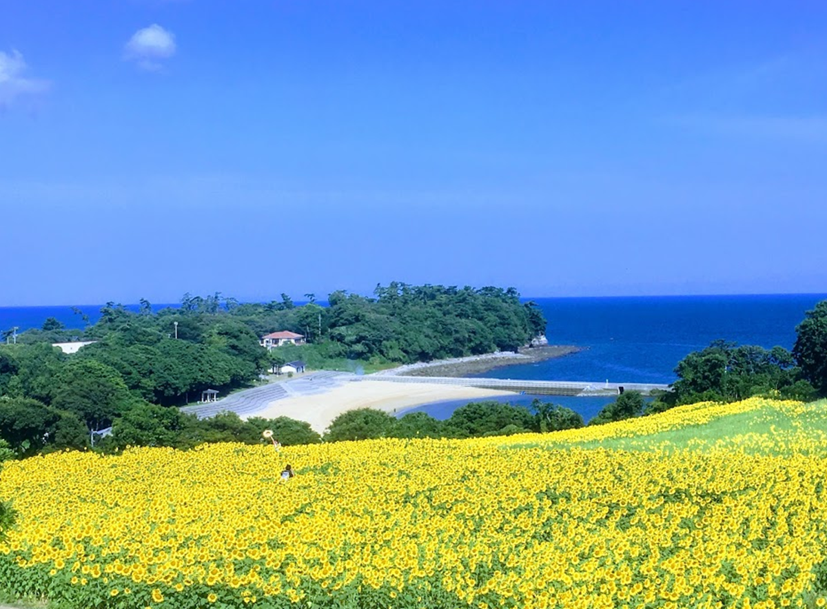 「萬朵太陽」盯著你!這5大向日葵海超有特色:拍童話美照、找紅白隱藏花 「萬朵太陽」盯著你!這5大向日葵海超有特色:拍童話美照、找紅白隱藏花
