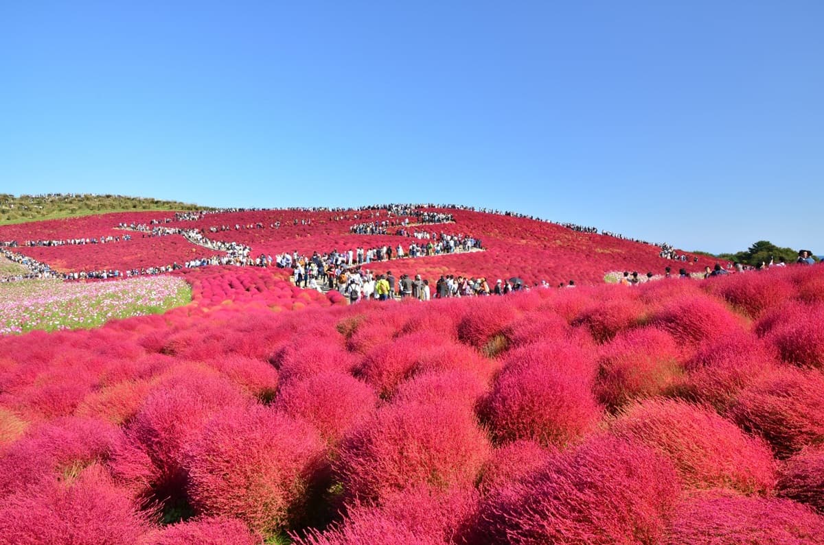 9月限定!450萬株「綠波波」胖起來等紅,快衝球海中央「拍零NG美照」 9月限定!450萬株「綠波波」胖起來等紅,快衝球海中央「拍零NG美照」
