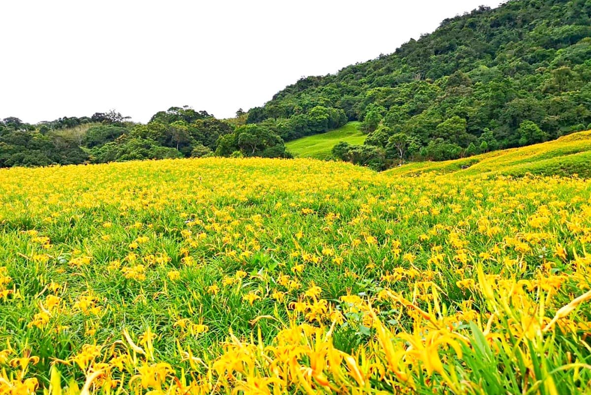 「天使花毯」盛開!花蓮2大金針花美景必拍:六十石山、赤科山 「天使花毯」盛開!花蓮2大金針花美景必拍:六十石山、赤科山