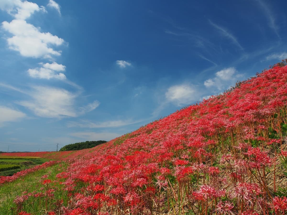 5大「血色祕境」神祕開啟!「千年花」曼珠沙華紅了,9月限定要拍要快 5大「血色祕境」神祕開啟!「千年花」曼珠沙華紅了,9月限定要拍要快