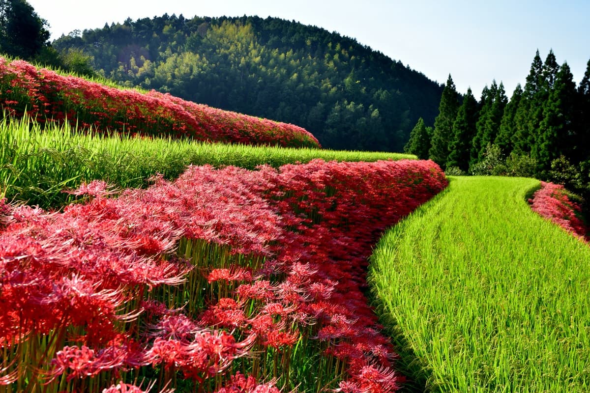 5大「血色祕境」神祕開啟!「千年花」曼珠沙華紅了,9月限定要拍要快 5大「血色祕境」神祕開啟!「千年花」曼珠沙華紅了,9月限定要拍要快