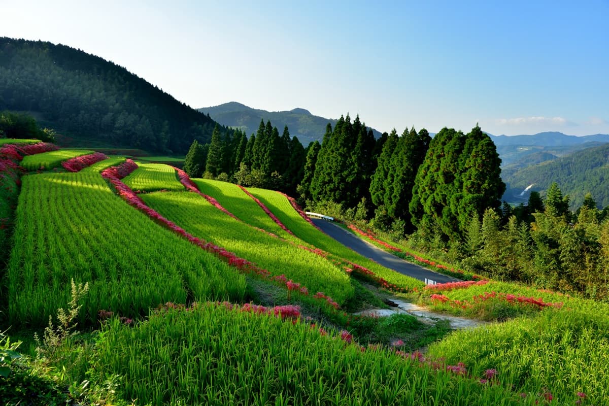 5大「血色祕境」神祕開啟!「千年花」曼珠沙華紅了,9月限定要拍要快 5大「血色祕境」神祕開啟!「千年花」曼珠沙華紅了,9月限定要拍要快