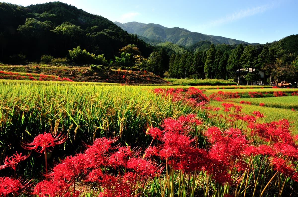 5大「血色祕境」神祕開啟!「千年花」曼珠沙華紅了,9月限定要拍要快 5大「血色祕境」神祕開啟!「千年花」曼珠沙華紅了,9月限定要拍要快