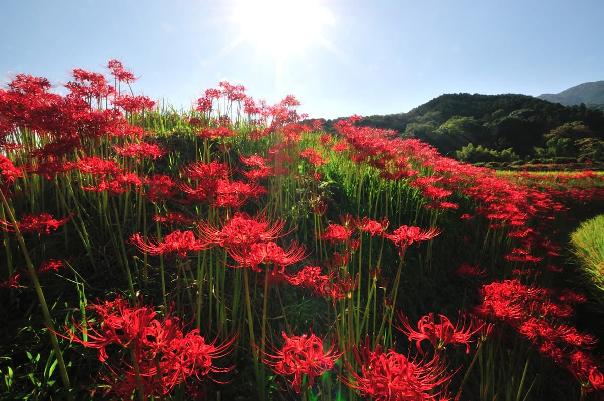 5大「血色祕境」神祕開啟!「千年花」曼珠沙華紅了,9月限定要拍要快 5大「血色祕境」神祕開啟!「千年花」曼珠沙華紅了,9月限定要拍要快