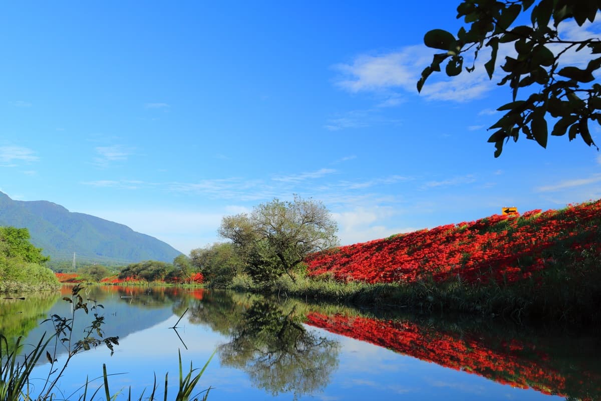 5大「血色祕境」神祕開啟!「千年花」曼珠沙華紅了,9月限定要拍要快 5大「血色祕境」神祕開啟!「千年花」曼珠沙華紅了,9月限定要拍要快