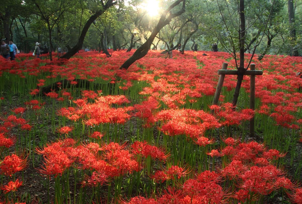 5大「血色祕境」神祕開啟!「千年花」曼珠沙華紅了,9月限定要拍要快 5大「血色祕境」神祕開啟!「千年花」曼珠沙華紅了,9月限定要拍要快