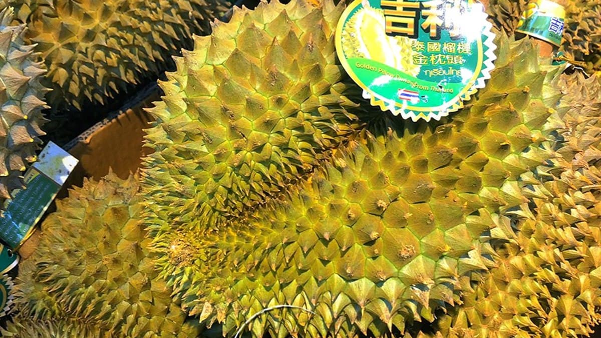 超狂榴槤雪花冰在台中!整片榴槤+爆濃郁果肉,產季倒數快搶吃 超狂榴槤雪花冰在台中!整片榴槤+爆濃郁果肉,產季倒數快搶吃