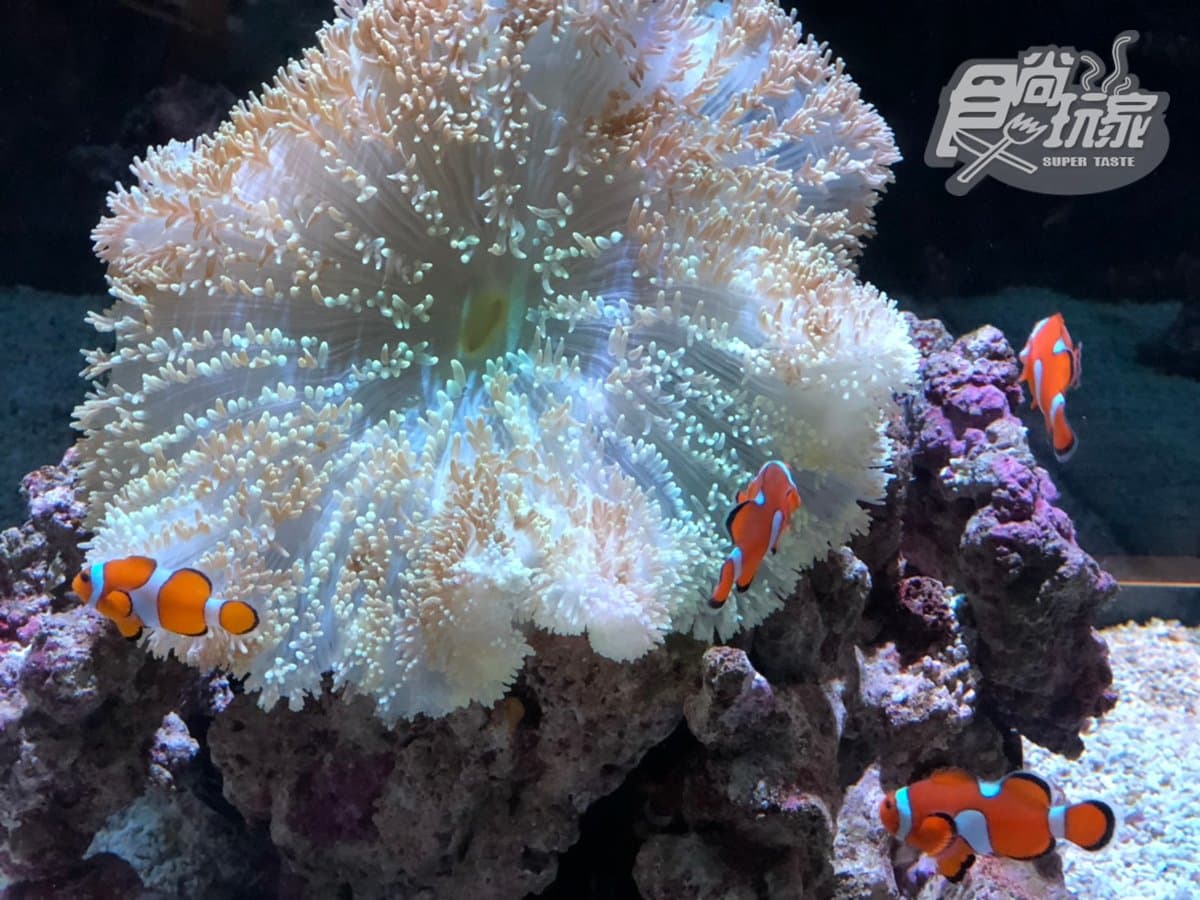 置身在海洋中!世界最大「日本大阪海遊館」,看超萌海豹、鯨鯊+摸魟魚 置身在海洋中!世界最大「日本大阪海遊館」,看超萌海豹、鯨鯊+摸魟魚