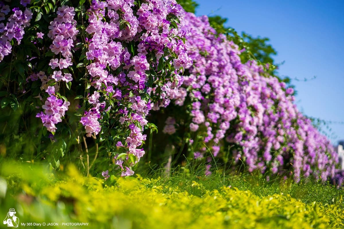 這片花海牆「紫爆了」!新北蒜香藤滿開中,200公尺浪漫瀑布只會美一週 這片花海牆「紫爆了」!新北蒜香藤滿開中,200公尺浪漫瀑布只會美一週