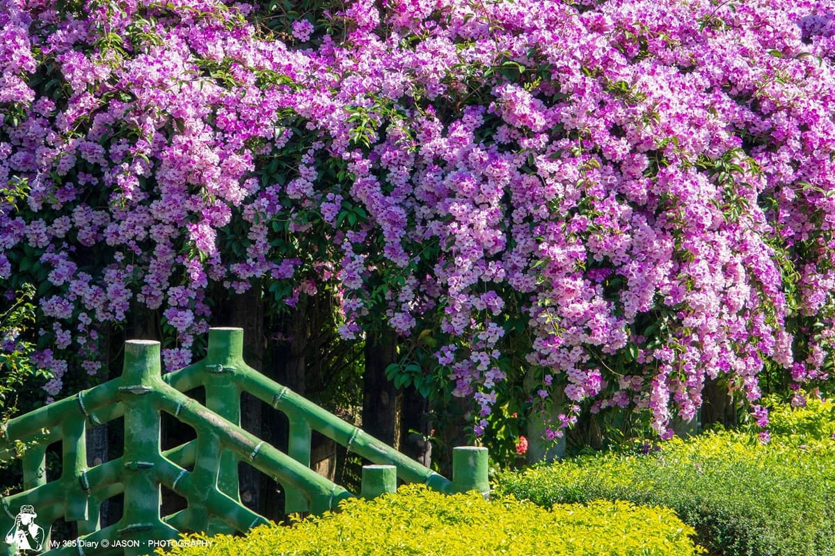 這片花海牆「紫爆了」!新北蒜香藤滿開中,200公尺浪漫瀑布只會美一週 這片花海牆「紫爆了」!新北蒜香藤滿開中,200公尺浪漫瀑布只會美一週