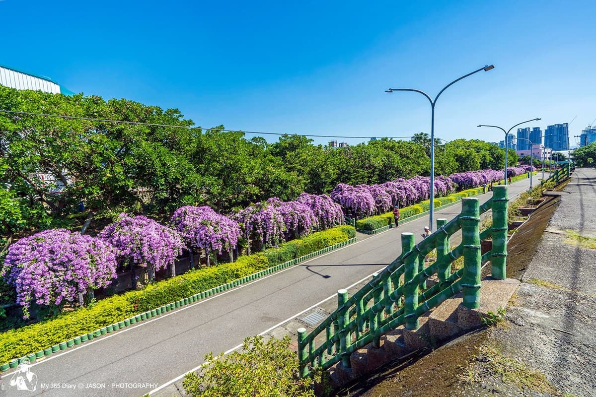 這片花海牆「紫爆了」!新北蒜香藤滿開中,200公尺浪漫瀑布只會美一週 這片花海牆「紫爆了」!新北蒜香藤滿開中,200公尺浪漫瀑布只會美一週